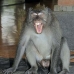 monkey_macaque_balinese_mf_ubud_v_1066_bal4784.jpg